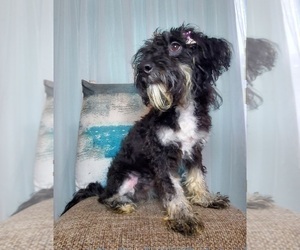 Miniature Bernedoodle Puppy for sale in GOSHEN, IN, USA