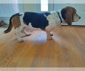 Father of the Basset Hound puppies born on 06/19/2025