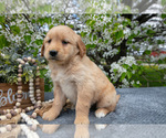 Puppy Lavender Golden Retriever