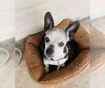 Small #1 Chihuahua
