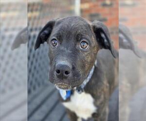 Mutt Dogs for adoption in Fort Collins, CO, USA