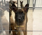 Small Photo #24 Belgian Malinois Puppy For Sale in LABADIE, MO, USA