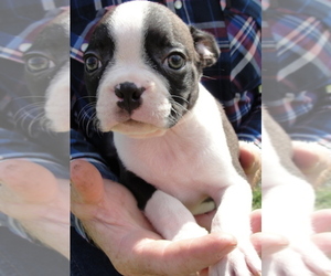 Boston Terrier Puppy for sale in CRKD RVR RNCH, OR, USA