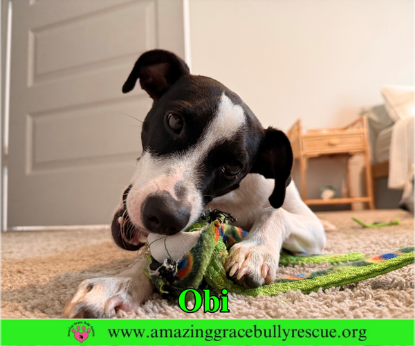 Medium Photo #3 Jack Russell Terrier-Unknown Mix Puppy For Sale in Milton, FL, USA