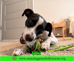 Small #2 Jack Russell Terrier Mix