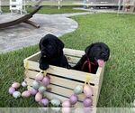 Small Photo #15 Labrador Retriever Puppy For Sale in MIAMI, FL, USA