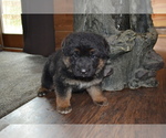 Puppy Felicity German Shepherd Dog