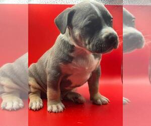 American Bully Puppy for sale in BROOKLYN, NY, USA