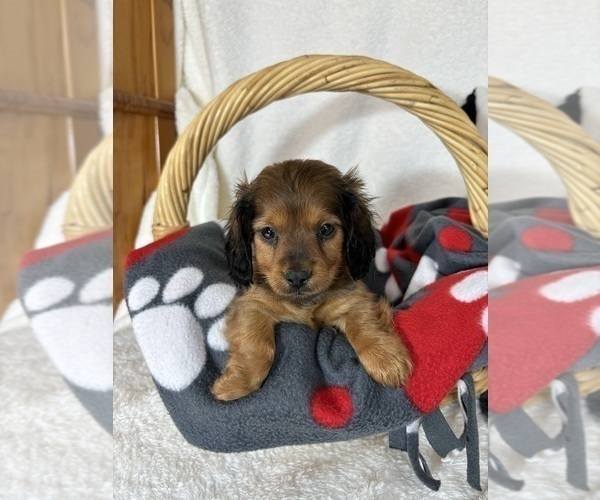 Medium Photo #1 Dachshund Puppy For Sale in GREENFIELD, IN, USA