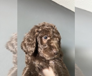 Goldendoodle Dog for Adoption in HOMOSASSA, Florida USA