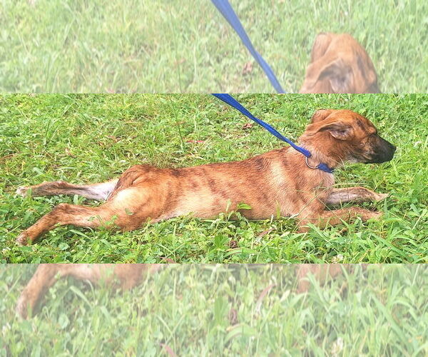 Medium Photo #2 Mutt Puppy For Sale in Wetumpka, AL, USA