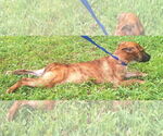 Small #1 Mutt