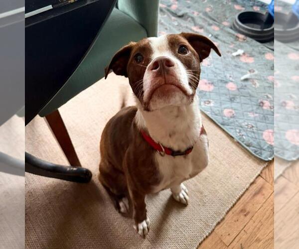 Medium Photo #2 Mutt Puppy For Sale in Tulsa, OK, USA