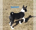 Puppy Samson Basenji