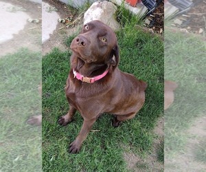 Mother of the Labrador Retriever puppies born on 12/14/2025