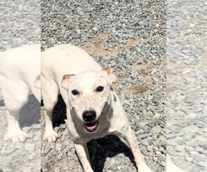 River - Female Mutt Dog for Adoption - Photo #4