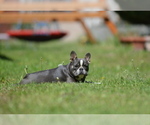 Small #3 French Bulldog