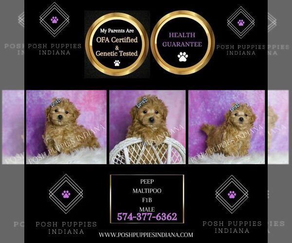 Medium Photo #117 Maltipoo (Toy) Puppy For Sale in WARSAW, IN, USA