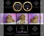 Small Photo #117 Maltipoo (Toy) Puppy For Sale in WARSAW, IN, USA