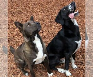 Franco - Male Plott Hound-Unknown Mix Dog for Adoption - Photo #5