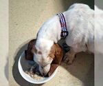 Small #4 Basset Hound