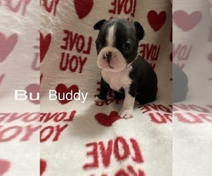 Boston Terrier Puppy for sale in ABERDEEN, NC, USA