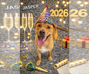 Jasper - Male Doberman Pinscher-German Shepherd Dog Mix Dog for Adoption - Photo #2