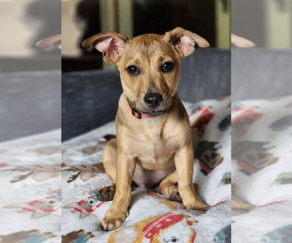 Medium Photo #1 Chihuahua-Unknown Mix Puppy For Sale in Alexander, AR, USA