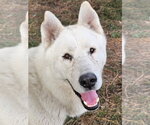 Small #2 Siberian Husky Mix