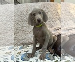 Small #4 Weimaraner