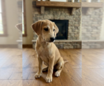 Small #1 Labrador Retriever Mix