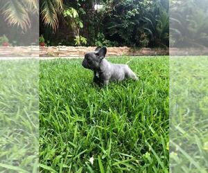 French Bulldog Puppy for sale in WHITTIER, CA, USA