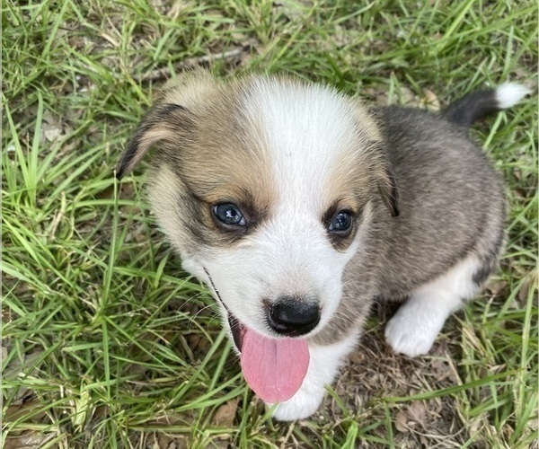 Medium Photo #2 Pembroke Welsh Corgi Puppy For Sale in BRANDON, FL, USA