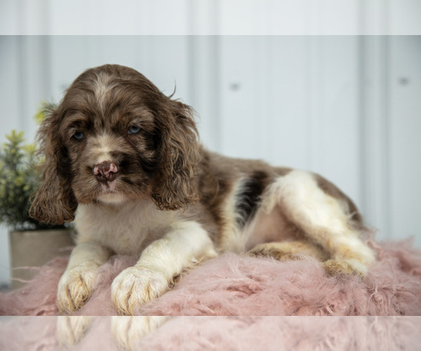 Medium Photo #2 Cocker Spaniel Puppy For Sale in QUARRYVILLE, PA, USA
