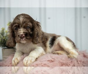 Medium Cocker Spaniel