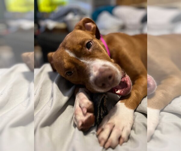 Medium Photo #5 Labralas Puppy For Sale in Sheboygan, WI, USA
