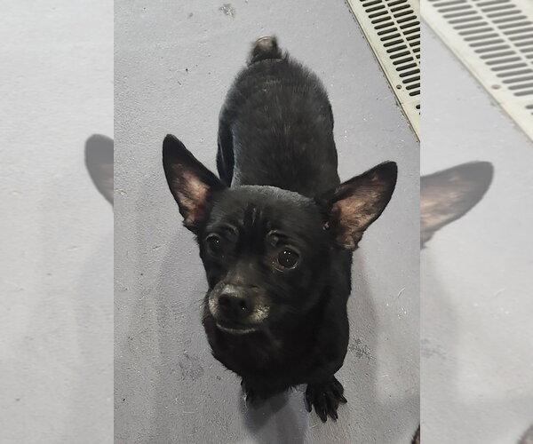 Medium Photo #5 Chihuahua Puppy For Sale in Walnutport, PA, USA