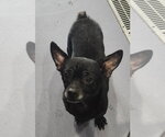 Small #4 Chihuahua
