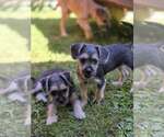 Small #10 Chihuahua Mix