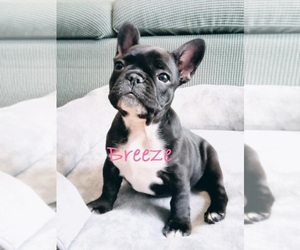 French Bulldog Puppy for sale in SEYMOUR, MO, USA