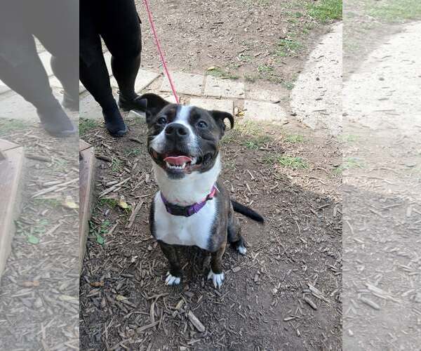 Medium Photo #2 Pug-Unknown Mix Puppy For Sale in Martinsburg, WV, USA