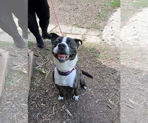 Royce - Male Pug-Unknown Mix Dog for Adoption - Photo #2