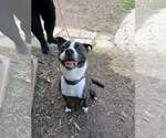 Small #1 Pug Mix