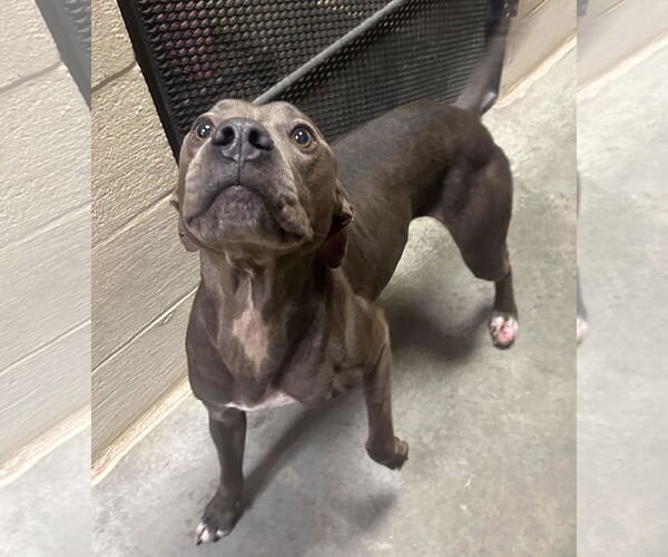 Medium Photo #13 American Pit Bull Terrier-Labrador Retriever Mix Puppy For Sale in Lewistown, PA, USA
