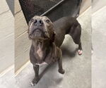 Small #12 American Pit Bull Terrier-Labrador Retriever Mix