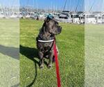 Small Photo #1 Cane Corso Puppy For Sale in CHULA VISTA, CA, USA