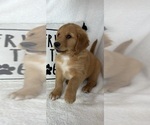 Small #1 Golden Retriever