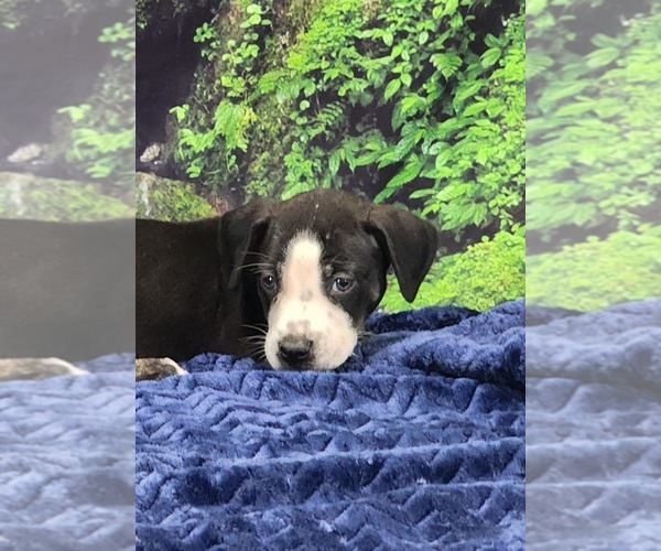 Medium Photo #20 Catahoula Leopard Dog Puppy For Sale in CUMBY, TX, USA