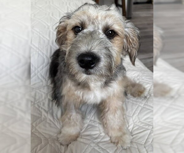Medium Photo #2 Mutt Puppy For Sale in Corona, CA, USA