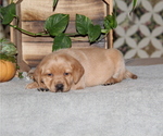 Small #2 Labrador Retriever